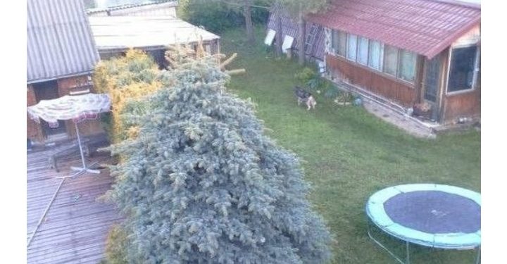 В Касимовском районе волк съел 10 домашних куриц на приусадебном участке