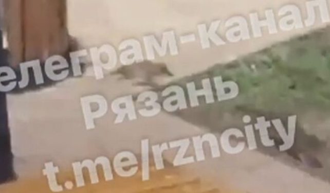 На рязанской  площади Ленина крысы вновь «атаковали» мусорку