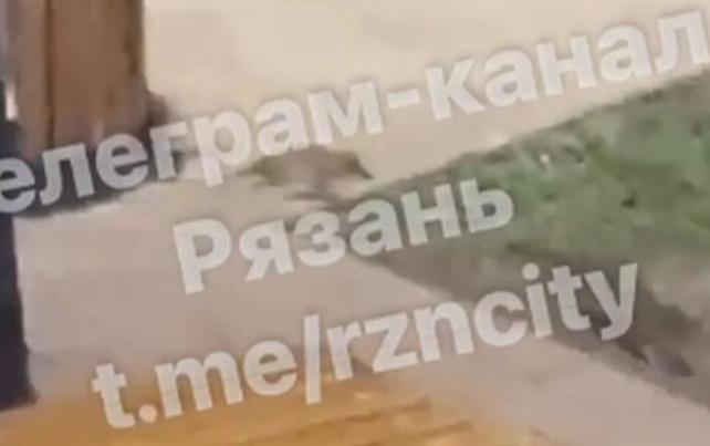 На рязанской  площади Ленина крысы вновь "атаковали" мусорку