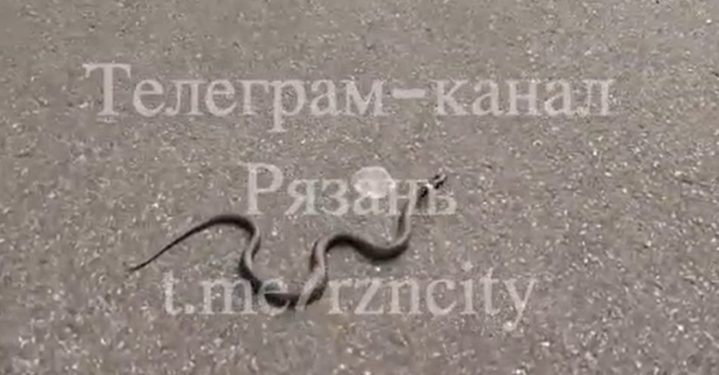 19 сентября в рязанском Лесопарке засняли змею