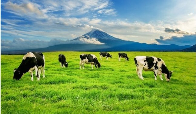 Рязанским дояркам предлагают зарплату до 155 тысяч рублей