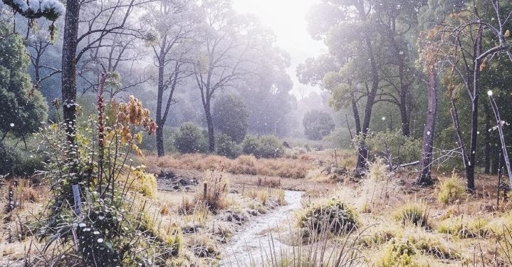 24 ноября в Рязанской области ожидается дождь, мокрый снег и до +4 градусов