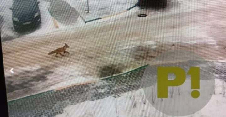 В рязанском Семчине засняли агрессивную лису во дворе дома