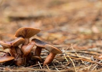 В рязанских Полянах заработал музей грибов В рязанских Полянах заработал музей грибов