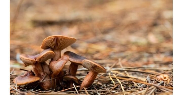 В рязанских Полянах заработал музей грибов