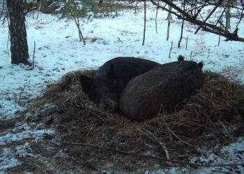 В Рязанском регионе кабаны начали строить гнезда