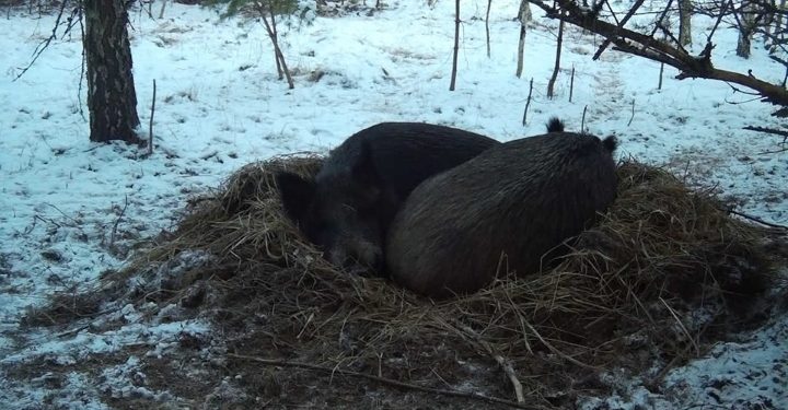 В Рязанском регионе кабаны начали строить гнезда