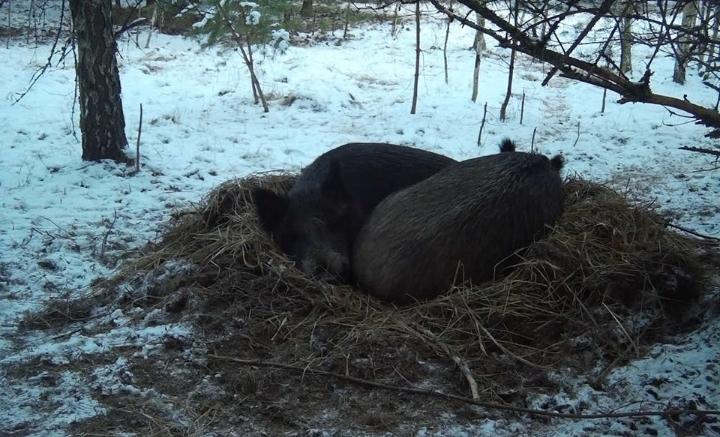 В Рязанском регионе кабаны начали строить гнезда