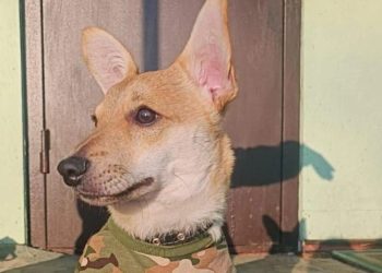 Пес Кефирчик, демобилизованный из зоны СВО, проходит реабилитацию в Рязанской области