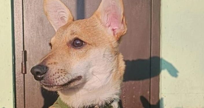 Пес Кефирчик, демобилизованный из зоны СВО, проходит реабилитацию в Рязанской области