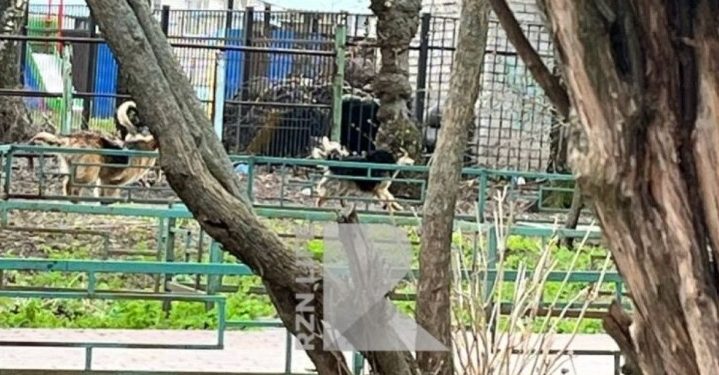 Рязанка сообщила о своре бродячих собак на улице Великанова