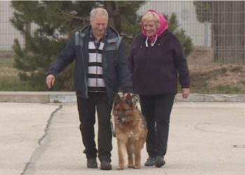 Рязанская полицейская овчарка Цамбия обрела любящих хозяев