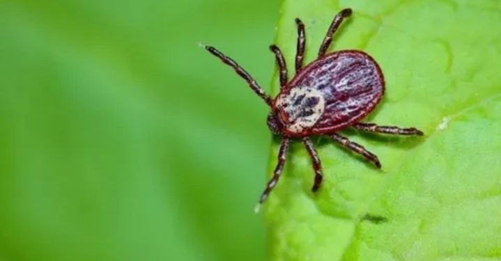 В Рязани заработала горячая линия для пострадавших от укусов клещей