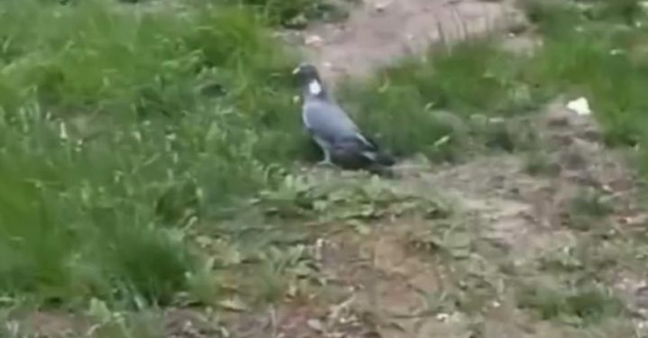 В объектив рязанки попал вяхирь