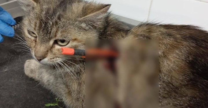 В рязанском Дядькове неизвестные насквозь прострелили кошку из арбалета