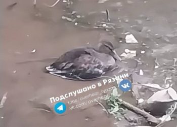 Рязанцы спасли утку, которая застряла в грязи на Черезовских прудах Рязанцы спасли утку, которая застряла в грязи на Черезовских прудах
