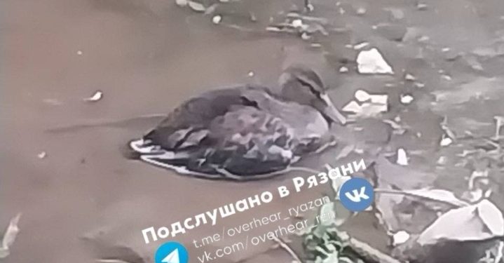 Рязанцы спасли утку, которая застряла в грязи на Черезовских прудах Рязанцы спасли утку, которая застряла в грязи на Черезовских прудах