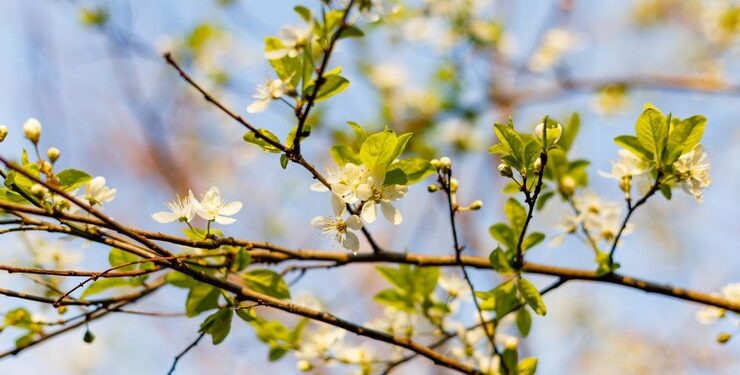 Метеоролог Тишковец: в Центральной России температура вернется в климатическое русло к середине мая