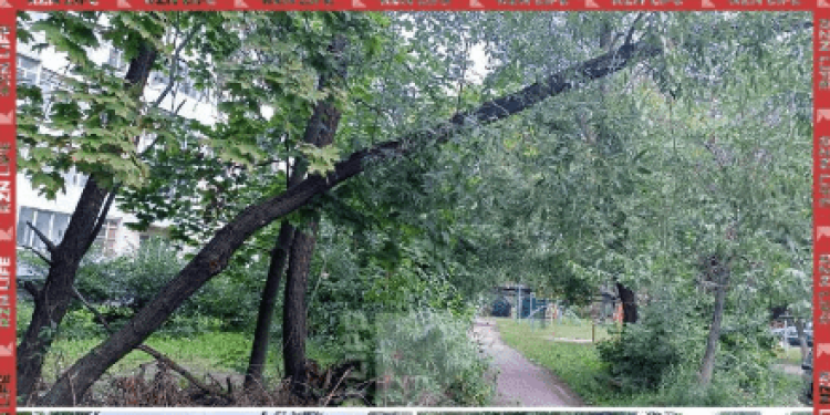 Рязанка пожаловалась на нависшее над дорожкой дерево на улице Советской Армии