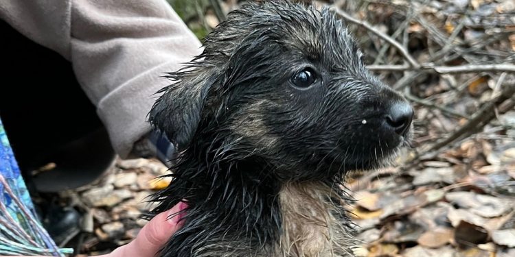 Рязанские волонтеры спасли шестерых щенков, провалившихся в колодец Рязанские волонтеры спасли шестерых щенков, провалившихся в колодец