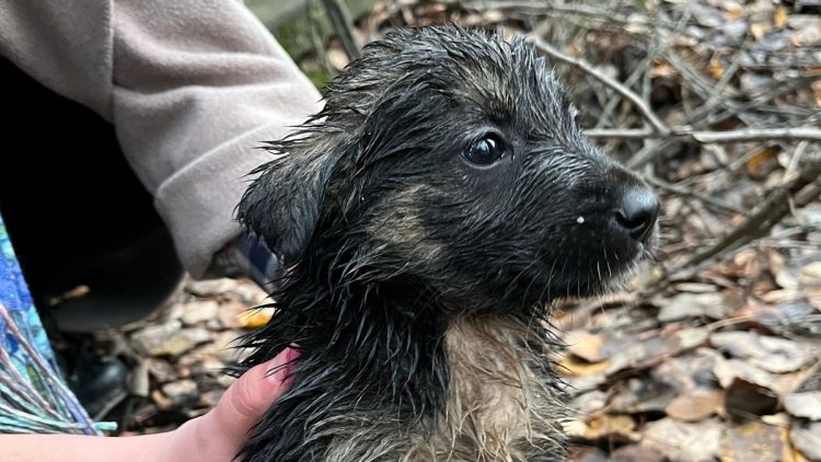 Рязанские волонтеры спасли шестерых щенков, провалившихся в колодец