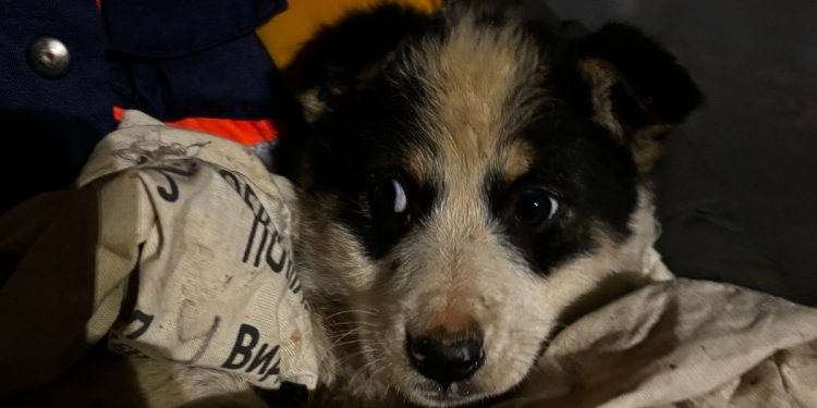 Рязанские волонтеры спасли щенка, провалившегося в траншею