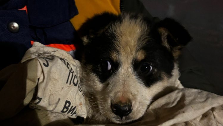 Рязанские волонтеры спасли щенка, провалившегося в траншею