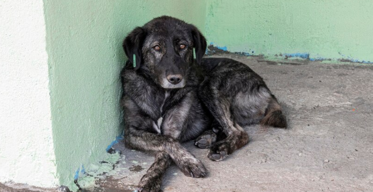 В рязанском Олимпийском городке неизвестный травит собак фаршем