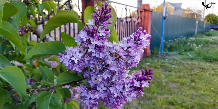 В пятницу в Рязанской области ожидаются кратковременные дожди и до +20 градусов