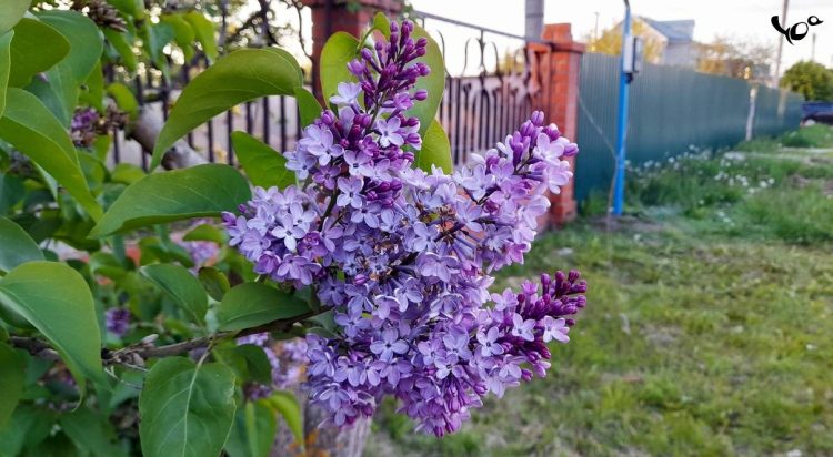 В пятницу в Рязанской области ожидаются кратковременные дожди и до +20 градусов
