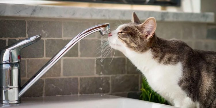 Две рязанские улицы в ночь с вечера 14 ноября лишатся холодной воды