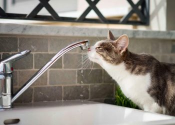 На восьми рязанских улицах отключили холодную воду 8 сентября