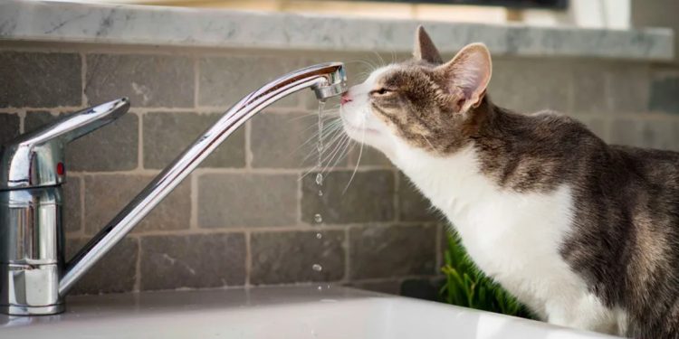 10 июля на семи рязанских улицах отключили холодную воду