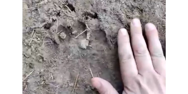 В Спасском районе проснулись медведи