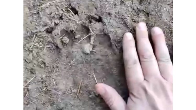 В Спасском районе проснулись медведи