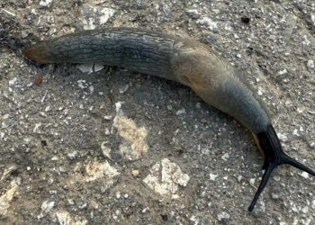 Жители рязанского Чучкова засняли на пешеходных дорожках огромных слизней Жители рязанского Чучкова засняли на пешеходных дорожках огромных слизней