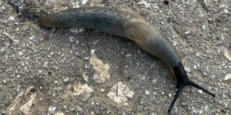 Жители рязанского Чучкова засняли на пешеходных дорожках огромных слизней