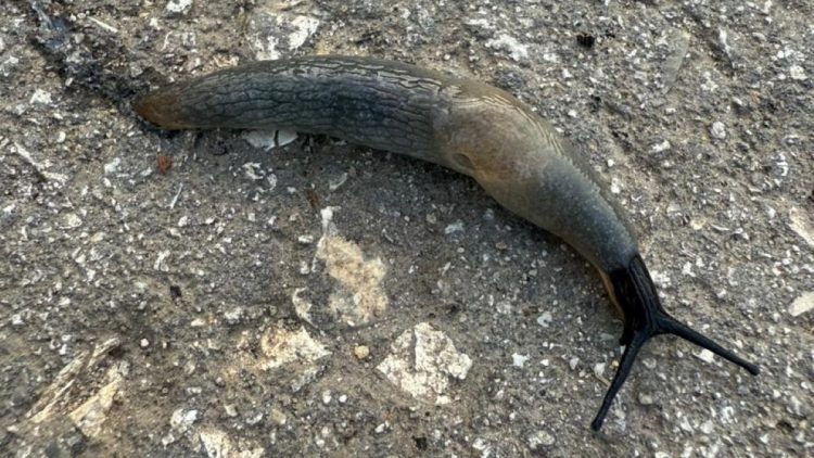 Жители рязанского Чучкова засняли на пешеходных дорожках огромных слизней