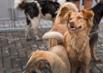 Рязанцы пожаловались на терроризирующую двор стаю агрессивных собак
