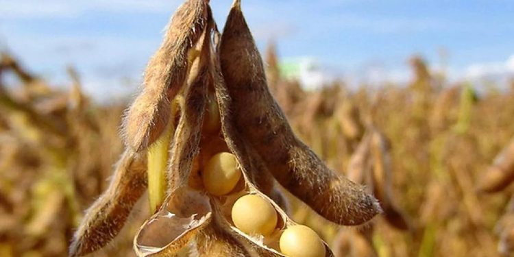 Рязанская область нарастила посевные площади и вышла в лидеры по урожайности