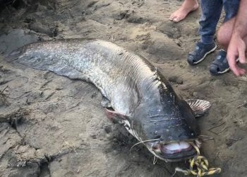 Из Оки в Рязанской области достали сома весом более 50 кг Из Оки в Рязанской области достали сома весом более 50 кг