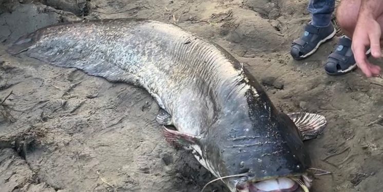 Из Оки в Рязанской области достали сома весом более 50 кг Из Оки в Рязанской области достали сома весом более 50 кг