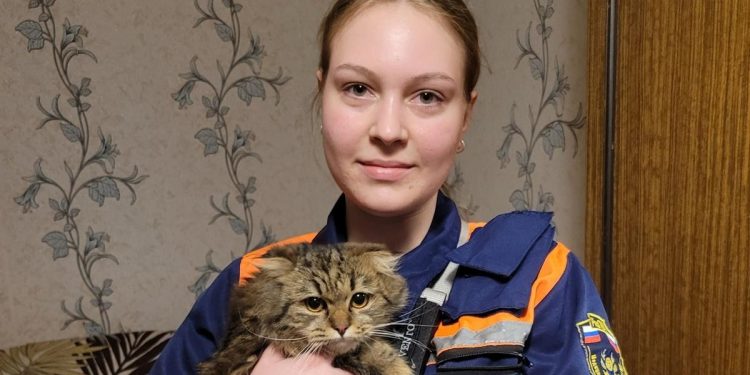 Рязанские волонтеры спасли выпавшую из окна многоэтажки кошку