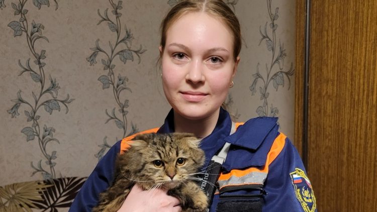 Рязанские волонтеры спасли выпавшую из окна многоэтажки кошку