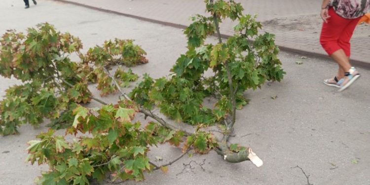 Около рязанской ОКБ на женщину упала ветка дерева