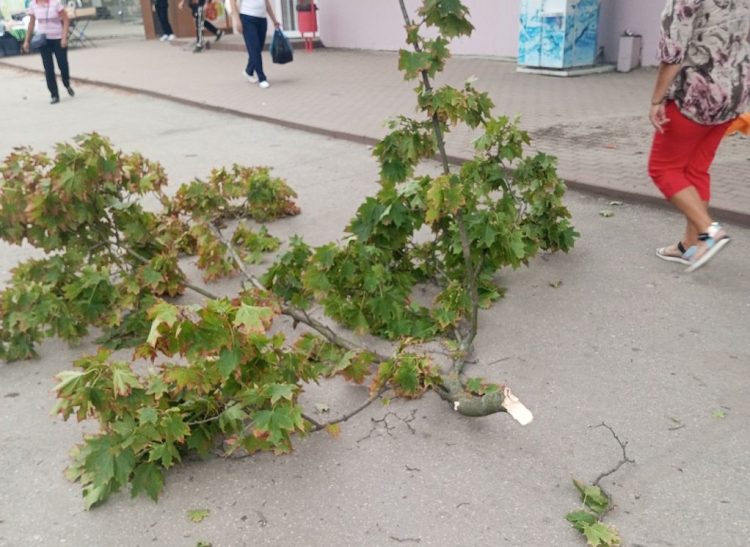 Около рязанской ОКБ на женщину упала ветка дерева