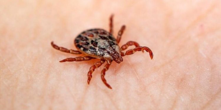 За минувшую неделю от укусов клещей пострадали 46 детей