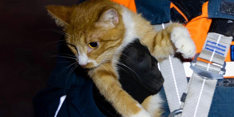 Рязанские волонтеры спасли кота, который не мог слезть с гнилого дерева