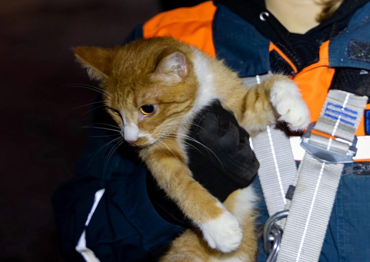 Рязанские волонтеры спасли кота, который не мог слезть с гнилого дерева