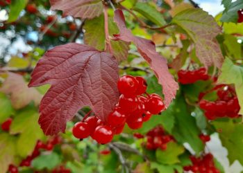 Стало известно, когда в Рязанской области закончится "бабье лето" Стало известно, когда в Рязанской области закончится «бабье лето»